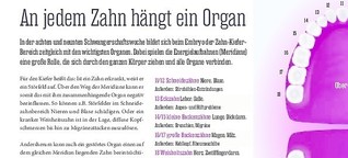 PINNWAND / Hamburger Abendblatt:
An jedem Zahn hängt ein Organ