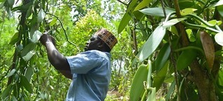 Gewürzanbau auf Sansibar: Wo der Bio-Pfeffer wächst