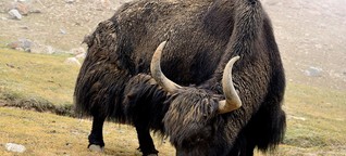 Wild, robust und schnell - Hausyaks könnten die letzten wilden Yaks verdrängen - nano, 3sat, 8.1.19