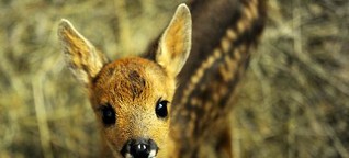 US-Wilderer muss in Haft Bambi schauen