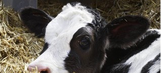 Bauern trennen Kuh und Kalb - ein Landwirt macht es anders