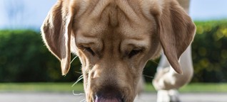 Verhaltensexperiment: Hunde schnüffeln mit Köpfchen | Startseite | SWR odysso