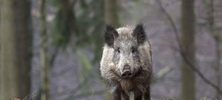 Radioaktiv belastete Wildschweine - Problem Sau