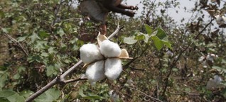 Baumwollprodukte unter der Lupe: Glyphosat durch alle Körperöffnungen