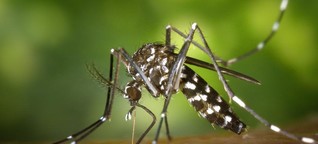 Tropenmücken in Deutschland: Hartnäckig, aggressiv, tagaktiv