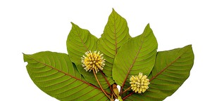 Blätter des Kratom-Baums: Gefährlich statt gesund - MedWatch