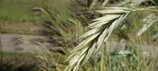 Open Source auf dem Acker: Saat als Gemeingut - mehr Unabhängigkeit für Bauern? | BR.de