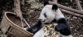 Die eigenartige Diät der Pandas