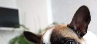 Hundepsychologie - Hundeerziehung - Praxis für Hundeverhaltenstherapie und Ernährungsberatung/Diätetik