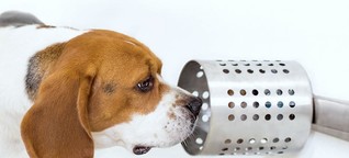 Hunde erschnüffeln Krebs - mit erstaunlicher Trefferquote 