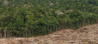 Das späte Erbe der Abholzung