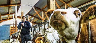 Landwirtschaft im Wandel: Milch allein macht den Bauern nicht satt