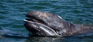 Klimawandel: Warum sterben gerade so viele Grauwale?