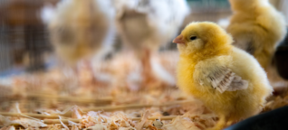 Tierwohl: Huhn oder Hahn?