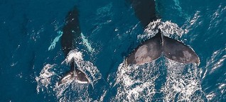 Alex Cornelissen, Sea Shepherd: "Es ist wirklich ein Kampf ums Überleben"