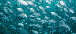 Meeresschutz: „Die Ozeane sind erschöpft, verunreinigt und überfischt"
