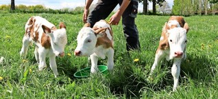 Seltener Nachwuchs: Kuh bringt Drillinge zur Welt