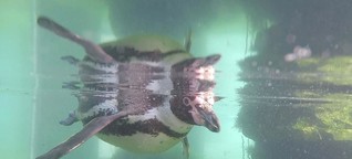 Meeresforschung : Schwerhörige Pinguine durch Unterwasser-Lärm? Gut zu wissen, BR, 6.7.19
