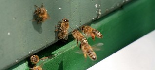 Vom Sterben und Leben der Bienen - Honig vom Friedhof