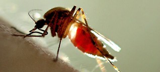 Werden Sie Mückenversteher
