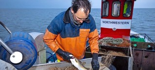 Fangverbot für Dorsch: Fischer bangen um Existenz