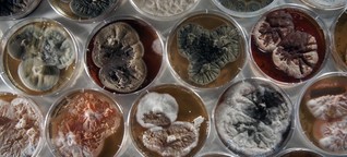 Ewiges Experiment - Wie lange können Bakterien überleben?