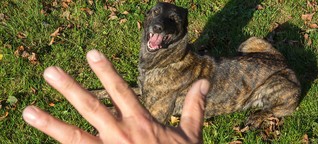 Hundeführerschein gegen Beißattacken
