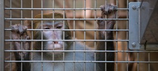 Über den unerbittlichen Streit um Tierversuche - Die Affen von Tübingen