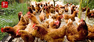 Rent-a-Huhn: Wie der Garten zum Hühnerstall wird