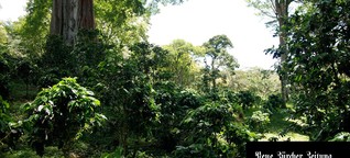 Nicaragua: Arabica-Kaffee aus dem Schwarzwald