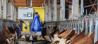 Digitalisierung: Vier Roboter fürs Rind | Bauer