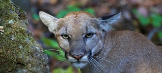 Mountain lions, from your LA backyard to extinction? 