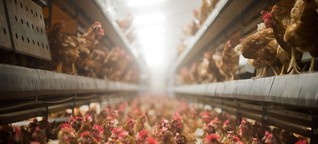 Podcast "Stimmenfang": Glückliches Huhn oder Billigfleisch - wohin steuert unsere Landwirtschaft?