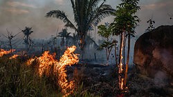 Wie wir den Amazonas retten können