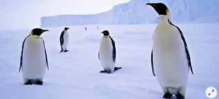 Seismografen der Meere: Pinguinwissen für Fortgeschrittene - WELT