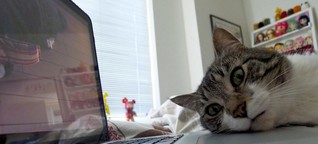 Cat videos, online porn branded 'an ecological disaster'