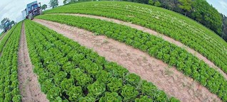 Öko-Landwirtschaft bringt dem Klima wenig