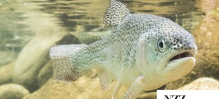 Tierversuche: Neues Verfahren bewahrt Fische vor dem Tod