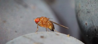 Schädling aus Asien bedroht Ernten: Die gemeine Kirschessigfliege