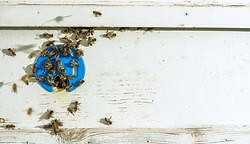 Vom „Gesang" der Bienen