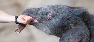 „Püppi" starb bei Hagenbeck: Ist der Baby-Elefant verhungert?