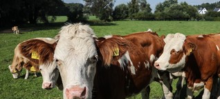 Streit um Rinder-Seuche