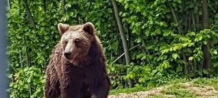 Romania: The Human-Bear-Conflict