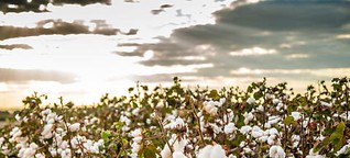 Baumwoll-Produktion: Von der Blüte bis zum T-Shirt