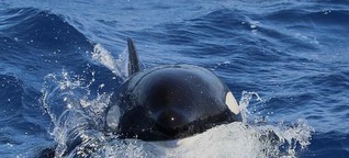 Westaustraliens Top-Spot für Orca-Beobachtungen