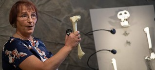 Paläontologin Madeleine Böhme: „Ich tue das, was ich tun muss"