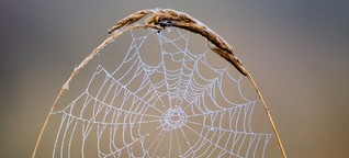 Spinnenseide könnte zum Multitalent werden