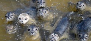 Seehunde an der Nordsee: Das Missverständnis mit den Heulern