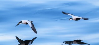 Zugvögel im Wattenmeer: Verhungert mit vollem Magen