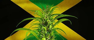 Jamaica Brings Illicit Cannabis Growers Into Legal Sector